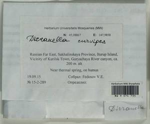 Dicranella curvipes (Lindb.) Ignatov, Bryophytes, Bryophytes - Russian Far East (excl. Chukotka & Kamchatka) (B20) (Russia)