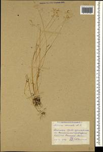 Milium vernale M.Bieb., Caucasus, Dagestan (K2) (Russia)