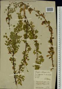 Caragana arborescens Lam., Siberia, Baikal & Transbaikal region (S4) (Russia)