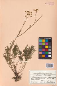 Silaum silaus (L.) Schinz & Thell., Eastern Europe, Eastern region (E10) (Russia)