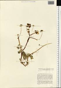 Ranunculus peltatus subsp. peltatus, Eastern Europe, Northern region (E1) (Russia)