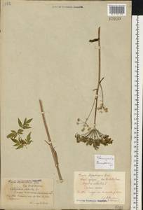 Angelica sylvestris L., Eastern Europe, Central region (E4) (Russia)