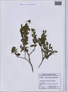 Chamaedaphne calyculata (L.) Moench, Siberia, Central Siberia (S3) (Russia)