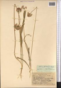 Allium fetisowii Regel, Middle Asia, Northern & Central Tian Shan (M4) (Kyrgyzstan)