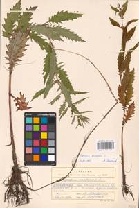 MHA 0 157 774, Lycopus europaeus L., Eastern Europe, North-Western region (E2) (Russia)