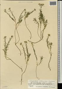 Alyssum dahuricum (Peschk.) Al-Shehbaz, Mongolia (MONG) (Mongolia)