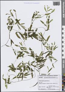 Potamogeton gramineus L., Siberia, Central Siberia (S3) (Russia)