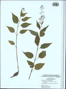 Circaea lutetiana L., Eastern Europe, Central region (E4) (Russia)