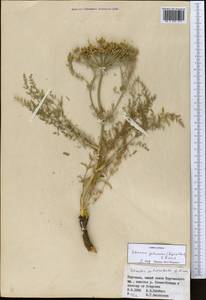 Schrenkia golickeana (Regel & Schmalh.) B.Fedtsch., Middle Asia, Northern & Central Tian Shan (M4) (Kyrgyzstan)