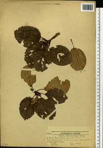 Populus suaveolens subsp. maximowiczii (A. Henry) Tatew., Siberia, Russian Far East (S6) (Russia)