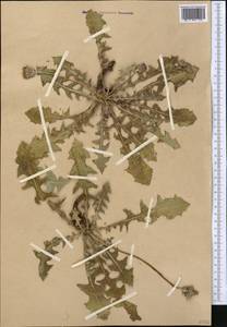 Taraxacum sonchoides (D. Don) Sch. Bip., Middle Asia, Western Tian Shan & Karatau (M3) (Not classified)