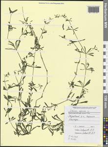Galium aparine L., Caucasus, Black Sea Shore (from Novorossiysk to Adler) (K3) (Russia)