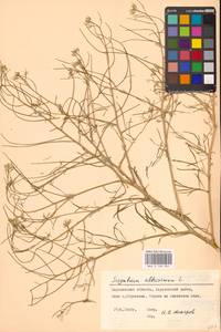 Sisymbrium altissimum L., Eastern Europe, North Ukrainian region (E11) (Ukraine)