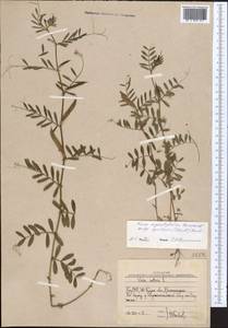 Vicia sativa subsp. nigra (L.)Ehrh., Middle Asia, Western Tian Shan & Karatau (M3) (Uzbekistan)