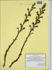 Phelipanche arenaria (Borkh.) Pomel, Caucasus, Dagestan (K2) (Russia)