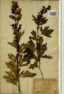 Aconitum fischeri Rchb., South Asia, South Asia (Asia outside ex-Soviet states and Mongolia) (ASIA) (Japan)