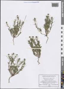 Polycnemum majus A. Braun, Eastern Europe, Central forest-and-steppe region (E6) (Russia)