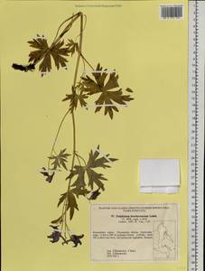 Delphinium brachycentrum Ledeb., Siberia, Chukotka & Kamchatka (S7) (Russia)