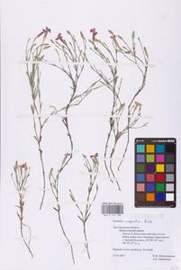 Dianthus campestris M.Bieb., Eastern Europe, Central forest-and-steppe region (E6) (Russia)