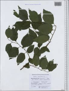 Celtis australis, Caucasus, Krasnodar Krai & Adygea (K1a) (Russia)