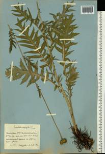 Klasea radiata subsp. gmelinii (Tausch) L. Martins, Eastern Europe, Eastern region (E10) (Russia)