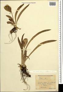 Iris aphylla L., Caucasus, Krasnodar Krai & Adygea (K1a) (Russia)