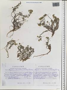 Odontarrhena obovata C.A.Mey., Siberia, Altai & Sayany Mountains (S2) (Russia)