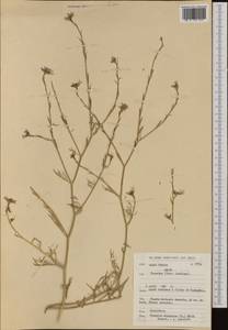 Erucaria hispanica (L.) Druce, Western Europe (EUR) (Belgium)