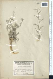 Astragalus brachypus Schrenk, Middle Asia, Syr-Darian deserts & Kyzylkum (M7) (Kazakhstan)