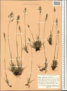 Poa alpina L., Caucasus, North Ossetia, Ingushetia & Chechnya (K1c) (Russia)