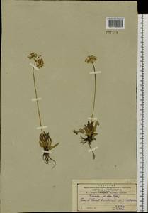 Primula fistulosa Turkev., Siberia, Russian Far East (S6) (Russia)