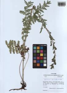 Artemisia laciniata Willd., Siberia, Altai & Sayany Mountains (S2) (Russia)