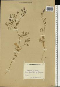 Fumaria officinalis L., Eastern Europe, Central forest region (E5) (Russia)