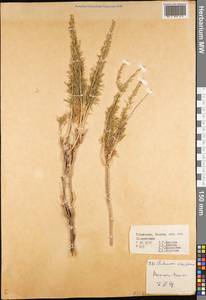 Artemisia ciniformis Krasch. & Popov ex Poljakov, Middle Asia, Karakum (M6) (Turkmenistan)