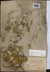 Cousinia pseudaffinis Kult., Middle Asia, Western Tian Shan & Karatau (M3) (Kazakhstan)
