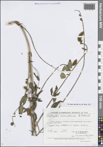Onobrychis saravschanica B.Fedtsch., Middle Asia, Pamir & Pamiro-Alai (M2) (Uzbekistan)