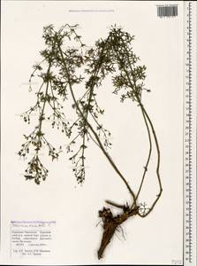 Teucrium orientale L., Caucasus, Stavropol Krai, Karachay-Cherkessia & Kabardino-Balkaria (K1b) (Russia)