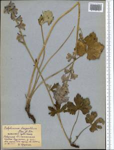 Delphinium dasyanthum Kar. & Kir., Middle Asia, Pamir & Pamiro-Alai (M2) (Tajikistan)