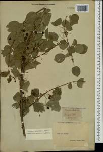 Prunus mahaleb L., Crimea (KRYM) (Russia)