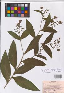 Symphytum asperum Lepech., Eastern Europe, Western region (E3) (Russia)