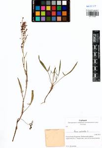 Rumex acetosella L., Siberia, Baikal & Transbaikal region (S4) (Russia)