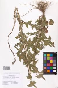 Lactuca serriola L., Eastern Europe, Lower Volga region (E9) (Russia)