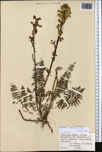 Pedicularis dolichorhiza Schrenk, Middle Asia, Pamir & Pamiro-Alai (M2) (Kyrgyzstan)