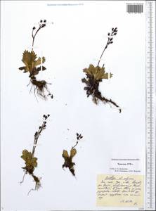 Micranthes calycina (Sternb.) Gornall & H.Ohba, Siberia, Chukotka & Kamchatka (S7) (Russia)