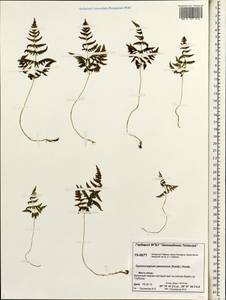 Gymnocarpium jessoense, Siberia, Central Siberia (S3) (Russia)