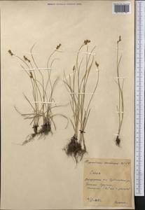 Carex, Middle Asia, Northern & Central Kazakhstan (M10) (Kazakhstan)