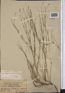 Dianthus karataviensis Pavlov, Middle Asia, Western Tian Shan & Karatau (M3) (Kazakhstan)