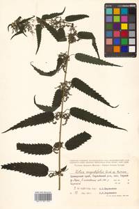 Urtica dioica var. holosericea Fr., Siberia, Russian Far East (S6) (Russia)