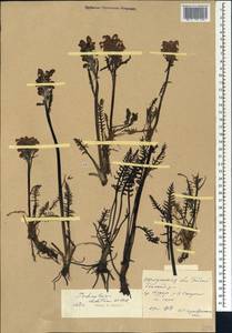 Pedicularis sudetica Willd., Siberia, Baikal & Transbaikal region (S4) (Russia)