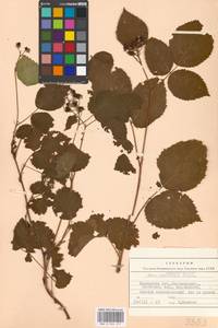 Rubus nessensis Hall, Eastern Europe, Moscow region (E4a) (Russia)